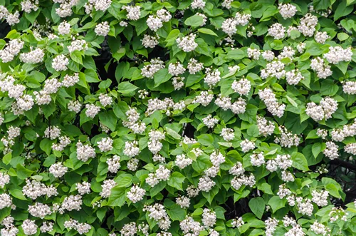 Flowers of Catalpa bignonioides. Common names include southern catalpa, cigar tree, and Indian bean tree